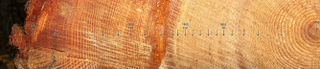 Illustration for article titled Extreme Droughts Weaken Trees' Ability to Soak Up Carbon